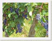 2005-09-04 11-06-33 Sept 65,4mm 1_125_eme F5,0 * 2592 x 1944 * (1.31MB)